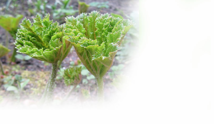 Biorezonans