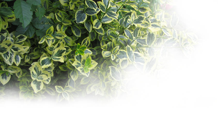 medycyna naturalna